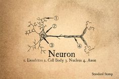 the neuron diagram is shown in black and white