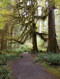 the path is surrounded by trees and ferns