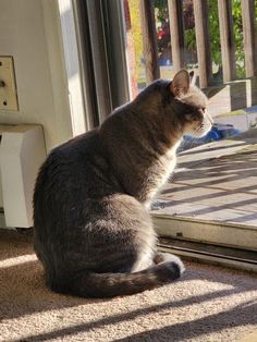 a cat sitting in front of a sliding glass door