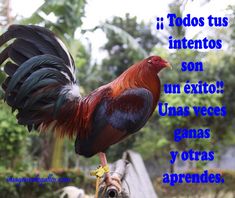 a rooster standing on top of a wooden fence