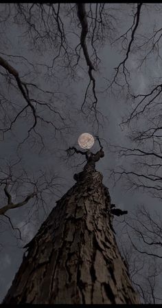 looking up at the top of a tall tree