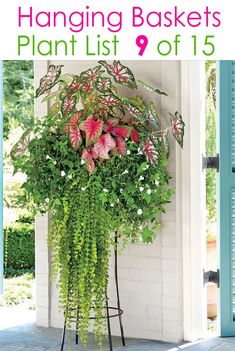 hanging baskets plant list 9 of 15