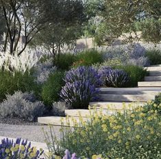 an outdoor garden with steps and flowers