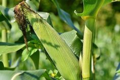 an ear of corn in the middle of a field