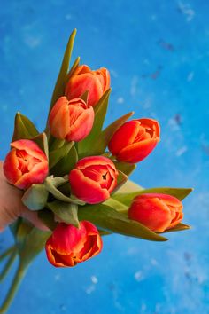 a bunch of orange tulips in someone's hand on a blue background