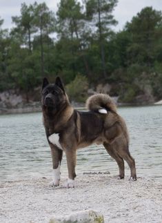 a brown and white dog standing on top of a sandy beach next to a body of water