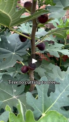 an image of figs growing in the garden with caption that reads, tree to cutting to free