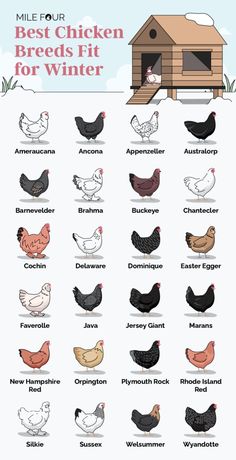 the best chicken breeds for winter are in this info sheet, which includes chickens and hens