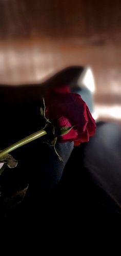 a single red rose sitting on top of a black pillow