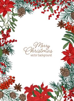 christmas card with poinsettis, holly and pine cones on white background stock photo