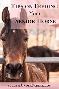 a brown horse standing next to a fence with the words tips on feeding your senior horse