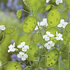 some white flowers and green leaves on a plant in the grass with bluebells behind them