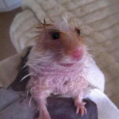 a small rodent sitting on top of a person's leg in a room