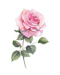 Pink Roses Drawing, Pink Rose Drawing, Rose Art Painting, Pink Roses Aesthetic, Rose Watercolor, Dreamy Artwork, Rose Illustration, Watercolor Roses, Rose Drawing