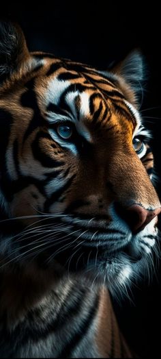 a close up of a tiger's face on a black background