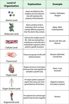 the different types of organ systems and their functions in this diagram are described by each individual