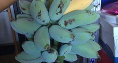 a bunch of green bananas hanging from a banana tree next to a person's hand