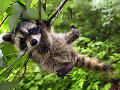 a raccoon hanging upside down from a tree branch