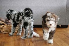 two small dogs standing next to each other on a wooden floor in front of a couch