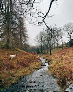 a stream running through a lush green forest