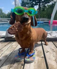 a dachshund dog wearing goggles and flip flops by a pool