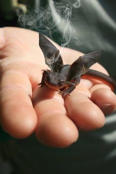 Baby Toothless, Dragon Pet, Breathing Fire, Picture Prompts, Pet Dragon, Night Fury, Little Dragon, Baby Dragon, Toothless