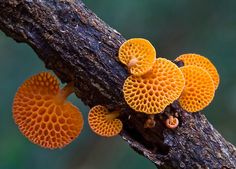 orange mushrooms growing on the side of a tree branch