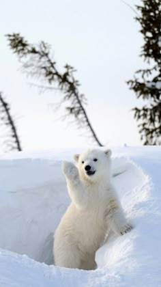 a polar bear is standing in the snow and looking out from its hole with his paw up