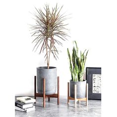 two potted plants sitting next to each other on top of a cement flooring