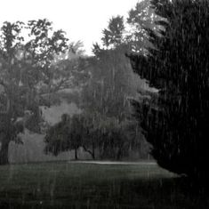 a black and white photo of trees in the rain with one person holding an umbrella