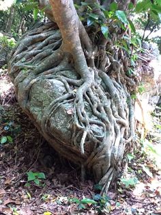 a large tree with many roots growing out of it's trunk