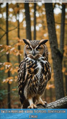 owls in maryland Owl Habitat, Owl Pics, Eastern Screech Owl, Watercolour Florals, Saw Whet Owl, Animal Inspiration, Short Eared Owl, American Barn