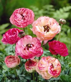 pink and red flowers are blooming in the garden