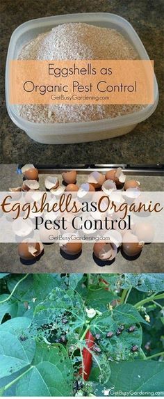 eggshells as organic pest control and pest control in the garden with text overlay