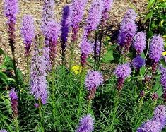 purple flowers are blooming in the garden