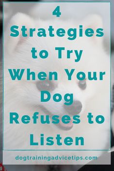 a white dog with the words 4 stages to try when your dog refuses to listen