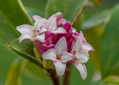 a pink and white flower is blooming on a tree branch with green leaves in the background