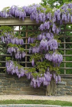 purple flowers growing on the side of a stone wall next to a wooden pergol