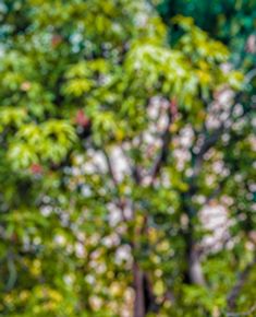 a bird perched on top of a wooden post in front of a green leafy tree