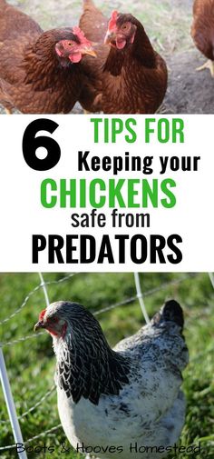 chickens standing in the grass with text overlay reading 6 tips for keeping your chickens safe from predators