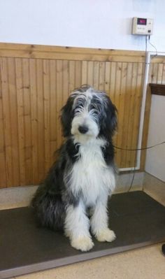 a black and white dog sitting on top of a mat