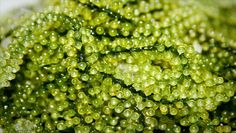 close up view of green moss growing on the ground with water droplets all over it