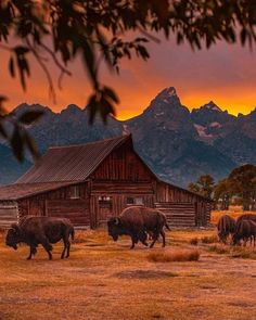 a herd of buffalo walking across a grass covered field next to a wooden barn with mountains in the background