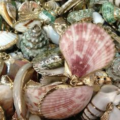 sea shells and seashells are piled on top of each other