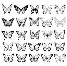 the different types of butterflies in black and white