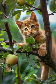 an orange tabby cat sitting on top of a tree branch looking at the camera