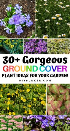 the cover image shows many different types of flowers and plants with text overlay that reads, 30 + gorgeous ground cover plant ideas for your garden