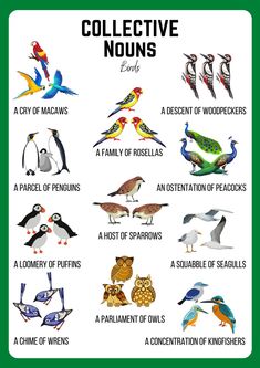 a poster with different types of birds on it