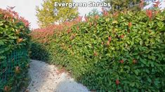 several bushes with red flowers growing on them and the words evergreen shrubs written below