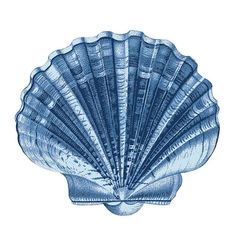 an image of a blue sea shell